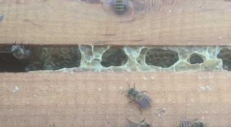 怎样才能让蜜蜂不分家 怎么让蜜蜂分家
