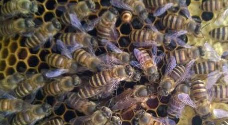 越冬蜜蜂能活多久 蜜蜂秋繁21天能安全越冬吗