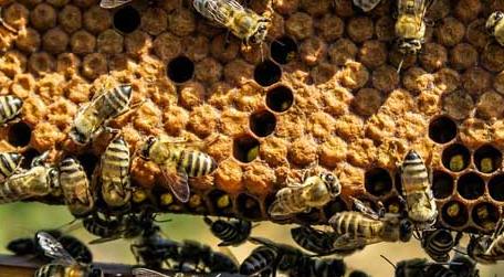 冬天蜂吃什么如何过冬 什么时候喂越冬蜂效果最好
