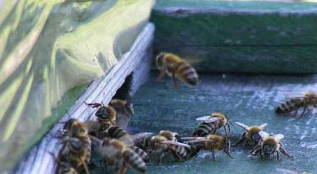 蜜蜂越冬糖什么时候喂 蜜蜂冬天什么时候喂糖