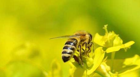 最简单找山蜜蜂方法冬天,,,,,,,,,,,冬天收蜂 最简单找山蜜蜂方法
