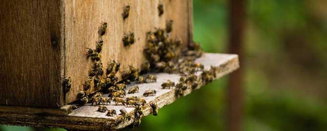 蜜蜂秋繁起止时间及繁蜂技巧 蜜蜂秋繁什么时候结束