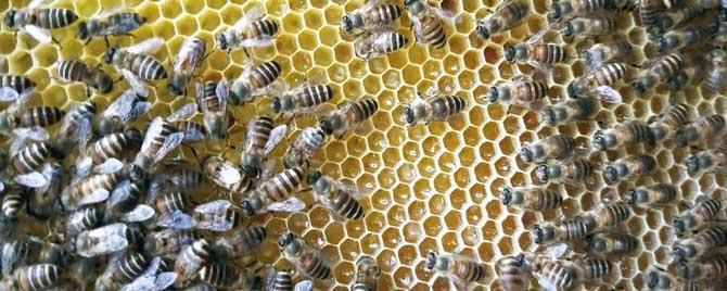 蜜蜂秋季怎么管理但是频类 蜜蜂秋季怎么管理
