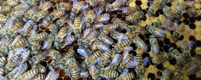 中蜂500只蛋群如何越冬 500只中蜂蛋群还能养活吗