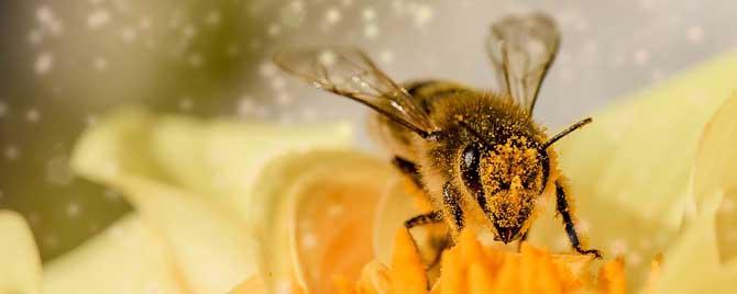 被蜜蜂蛰了是好兆头吗 被蜜蜂蛰了是不是个好兆头