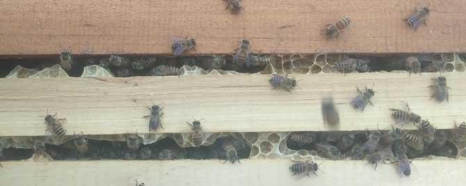 山区定点养蜂一般养多少群 定点养蜂一般养多少群