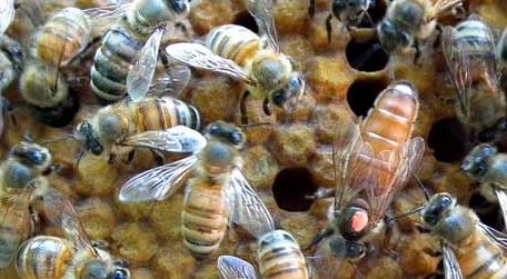 甲酸治蜂螨的用法及注意事项 甲酸对蜂螨的作用