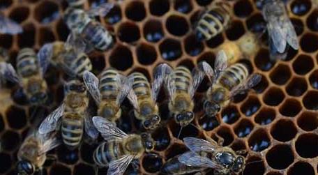 蜂螨怎么治疗和预防 治蜂螨小妙招