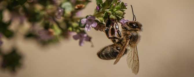 蜜蜂采蜜是为了什么作文 蜜蜂采蜜是为了什么