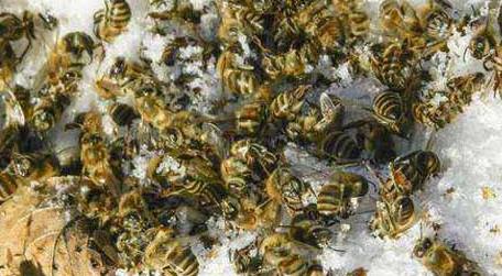 爬蜂病的防治方法及注意事项 春季爬蜂病的技术与预防