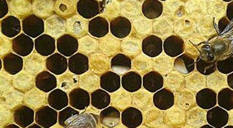 巧治中蜂中囊病及注意事项 中蜂中囊病能根治吗