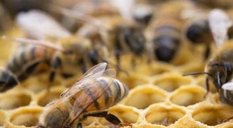 越冬蜂治螨要注意什么 蜂螨的防治方法及注意事项