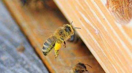 养蜜蜂的技巧及注意事项 养蜜蜂的知识与技巧