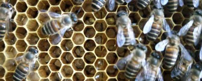蜂群喷白酒有什么影响 春季繁蜂喂白酒的作用