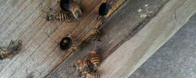 蜂箱如何吸引蜜蜂 蜂箱用什么吸引蜜蜂