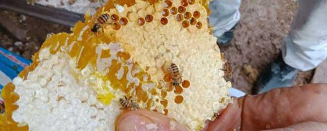 割蜜如何防止蜂王出逃 割蜜后为什么蜜蜂出逃