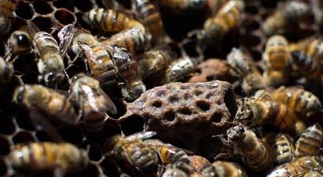 小蜂螨的最佳治疗方法 治小蜂螨?有什么好办法