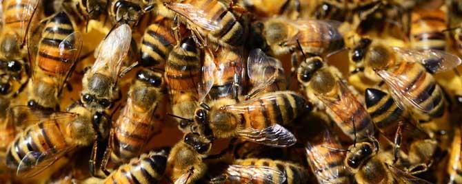 几月喂越冬蜂效果最好 冬天蜂吃什么如何过冬