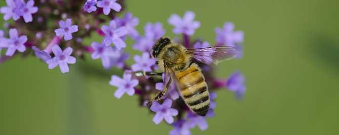 蜜蜂几条腿和几对翅膀 蜜蜂有几条腿几对翅膀