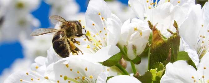 蜜蜂采蜜是几月份 蜜蜂采蜜是什么季节