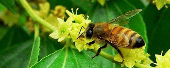 枣花蜜中毒有什么办法 蜜蜂枣花中毒怎么办