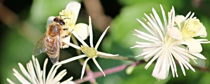 蜜蜂的生活特征有哪些（蜜蜂的生活特征是什么）