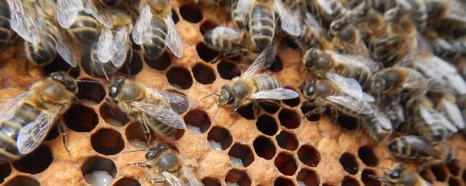 蜜蜂吃什么食物 蜜蜂吃什么食物喝什么水