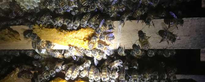 蜜蜂冬季怎么管理 蜜蜂越冬期如何管理