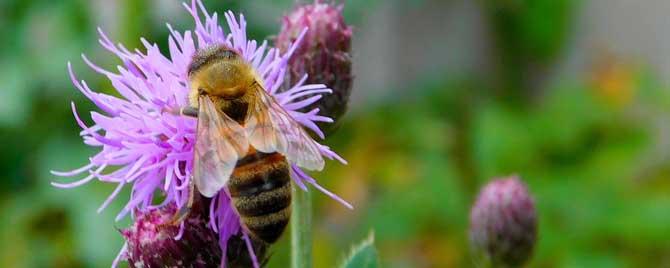 蜜蜂的外形特征有哪些 蜜蜂的外形和特点是什么