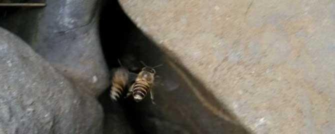 蜜蜂生活在什么地方 蜜蜂生活在哪里还有什么特点