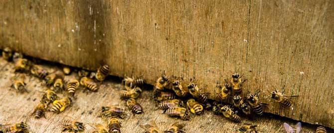 蜜蜂怎样合并蜂群 蜜蜂合并回蜂怎么办