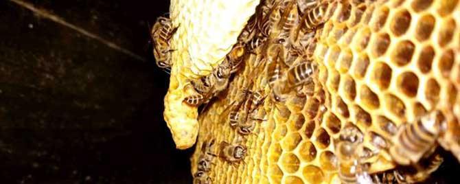 割蜜不伤子的土蜂箱 土蜜蜂割蜜怎么不伤子
