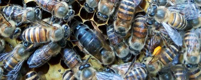 北方蜜蜂怎样安全过冬 蜜蜂怎样才能安全过冬