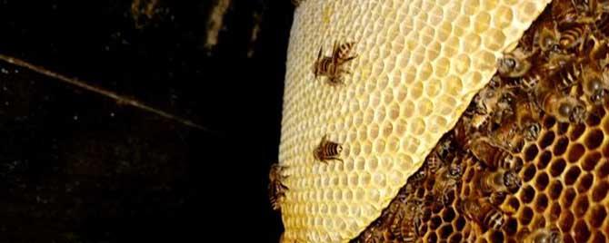 蜜蜂喜欢在哪里筑巢 野蜜蜂喜欢在哪筑巢