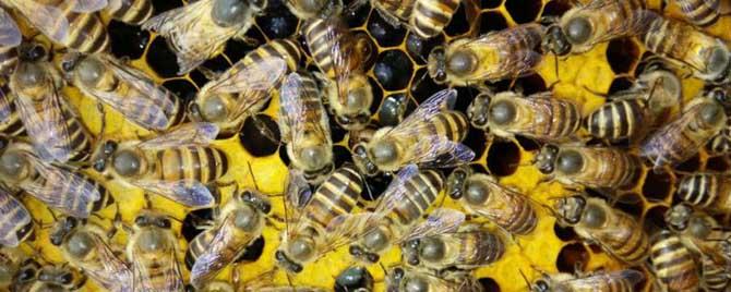 蜜蜂过冬的温度是多少 蜜蜂越冬最适宜的温度是多少