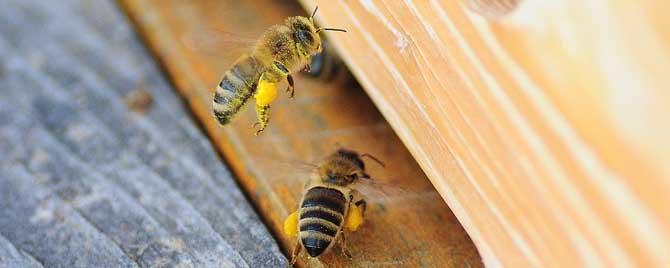 蜜蜂最怕什么味道会跑（野蜜蜂最怕什么气味）