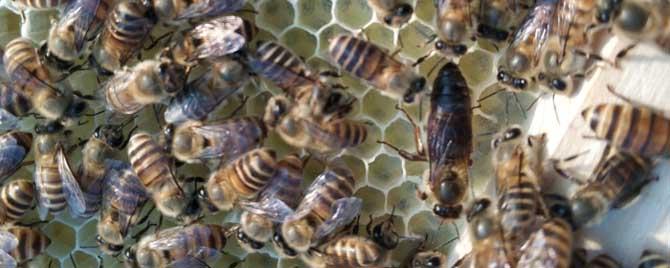 新蜂王怎样放进蜂群中 刚买的蜂王怎样介入到蜂群