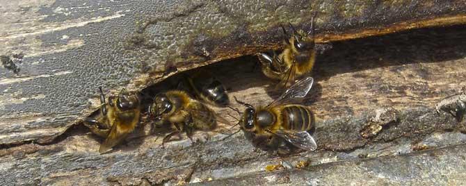 中蜂跟意蜂要隔离多少米才可以养 养意蜂和中蜂要离多远