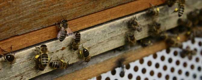 一群蜜蜂有多少侦查蜂（蜜蜂侦查蜂每天都有吗）