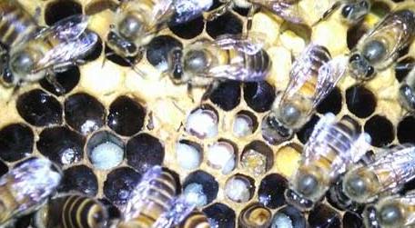 中蜂囊状幼虫治愈记 中蜂囊状幼虫病防治技术