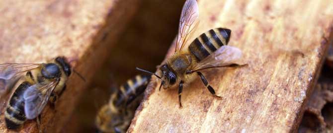 意蜂繁殖周期 意蜂一年可以繁殖几箱