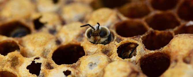 意蜂什么时候加巢础 意蜂能用中蜂巢础吗