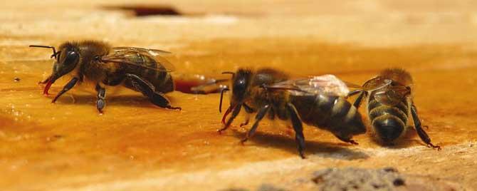 蜜蜂的寿命一般有多长 蜜蜂的寿命一般是多长