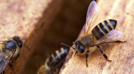 蜜蜂养殖新技术及注意事项 蜜蜂饲养管理的技术要点