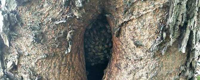 怎么样收树洞里的蜜蜂 如何收树洞中的野蜜蜂
