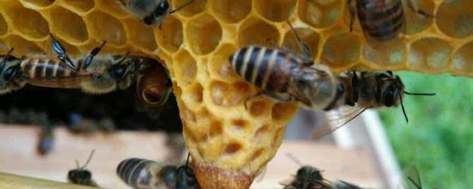 怎样消除蜜蜂分蜂热 怎样控制和消除分蜂热