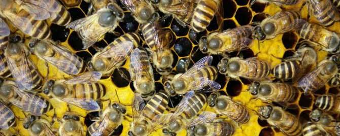怎样合并蜂群最安全 合并蜂群怎样防回蜂