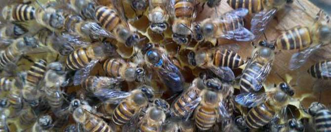 一群蜜蜂两个蜂王怎么办 怎样将两只有蜂王的蜜蜂合群