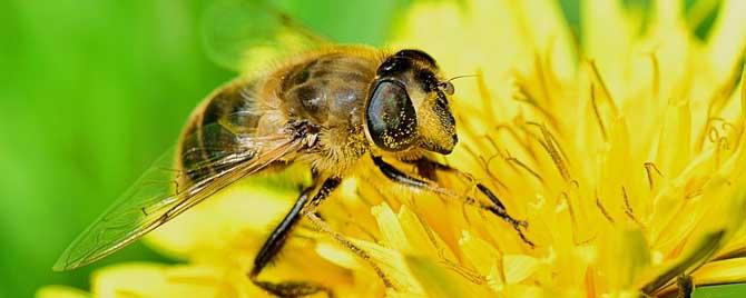 蜜蜂的生物学特征有哪些（蜜蜂的生物学特性）