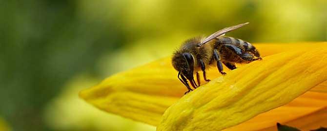 什么是工蜂精神 什么是工蜂